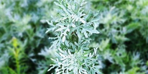 Trava pelin: opis, svojstva i primjena